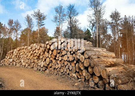 Frisch geschnittene Bäume, gestapelt für die Holzbearbeitung in einer natürlichen Landschaft Stockfoto