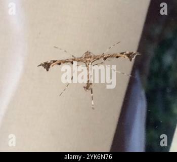 Schöne Plume Moth (Amblyptilia acanthadactyla) Stockfoto