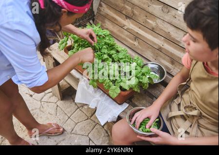 Mutter und Kind ernten gerne frisches Basilikum aus einem eigenen Garten. Das Kind hilft, indem es Blätter in einer Schüssel sammelt und Teamarbeit und Sustaina hervorhebt Stockfoto