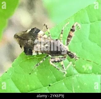 Stachelarzenkäfer (Sinea spinipes) Stockfoto