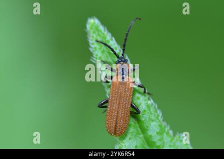 Cosnards Netzflügelkäfer (Erotides cosnardi) Stockfoto