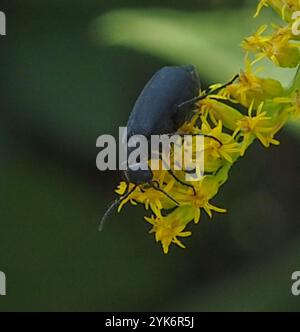 Schwarzer Blisterkäfer (Epicauta pensylvanica) Stockfoto