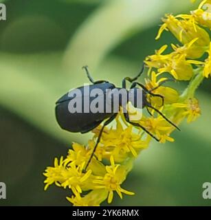 Schwarzer Blisterkäfer (Epicauta pensylvanica) Stockfoto