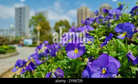 Eine lebendige, violette Stiefmütterchen in voller Blüte vor dem Hintergrund einer geschäftigen Skyline der Stadt. Stockfoto