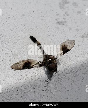 Östliche Bandflügelfliege (Hypocritanus fascipennis) Stockfoto