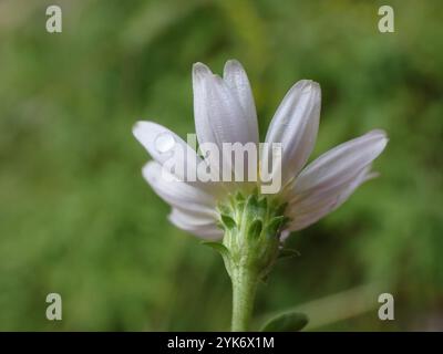 Sonnenblumen, Gänseblümchen, Astern und Verbündete (Asteraceae) Stockfoto