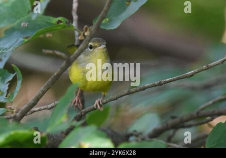 Trauer Warbler (Geothlypis philadelphia) Stockfoto