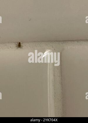 Wandspinne (Oecobius navus) Stockfoto