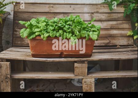 Üppig grüne Spinatblätter wachsen in einem Terrakotta-Topf auf einer rustikalen Holzbank und verkörpern Einfachheit und natürliche Gartenästhetik. Stockfoto