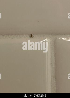 Wandspinne (Oecobius navus) Stockfoto