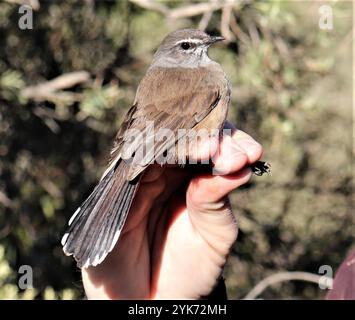 Karoo Scrub-Robin (Cercotrichas coryphoeus) Stockfoto