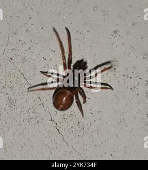 Kaninchenhubspinne (Steatoda bipunctata) Stockfoto