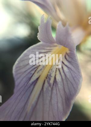 Bartlose Iris (Limniris) Stockfoto