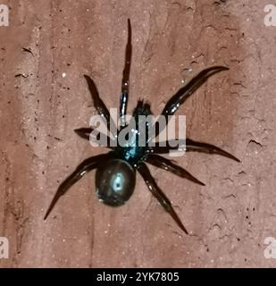 Kaninchenhubspinne (Steatoda bipunctata) Stockfoto