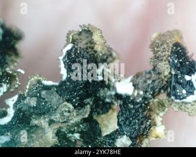 Polierte Tarnflechte (Melanelixia glabratula) Stockfoto