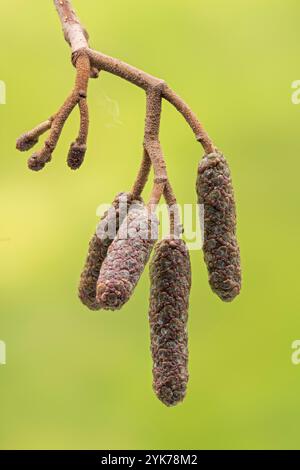 catkin of gemeine Erle, Alnus glutinosa, Norfolk, Vereinigtes Königreich, 17. November 2024 Stockfoto