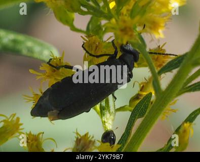 Schwarzer Blisterkäfer (Epicauta pensylvanica) Stockfoto