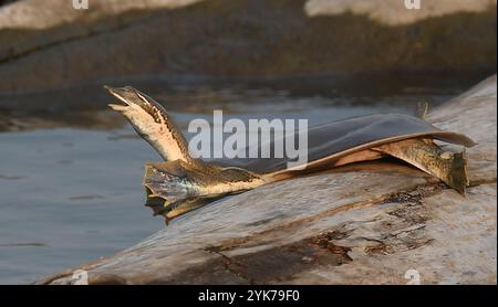 Midland Smooth Softshell Turtle (Apalone mutica mutica) Stockfoto