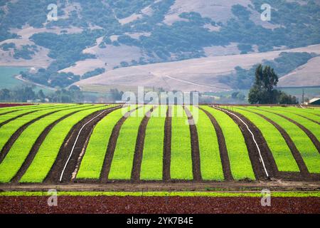 Im kalifornischen Salinas Valley sind lebhafte Reihen biologischer Salatpflanzen bereit für die Ernte Stockfoto