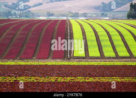 Im kalifornischen Salinas Valley sind lebhafte Reihen biologischer Salatpflanzen bereit für die Ernte Stockfoto