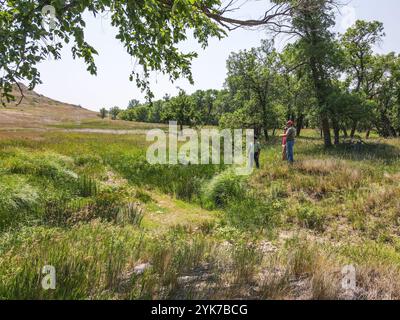 John und Melanie Cammack, die Besitzer der Cammack Buffalo Ranch, betreiben am 21. Juli 2021 eine 000 Hektar große Büffelranch mit 600 Mutterkühen in Stoneville, SD. John Cammack ist ein Vierer der vierten Generation. Die größte Herausforderung in diesem Jahr ist die Dürre und die Frage, wie die Weidepraktiken am besten an den Wassermangel angepasst werden können. Während der normalen Jahreszeiten fließen die vielen Bäche auf der Ranch mit Wasser. Wenn Büffel von Feld zu Feld rotieren, müssen sie oft jeden Tag einen oder mehrere Ströme durchqueren. Mr. Cammack sagt, dass die Nutzung der USDA in erster Linie finanzielle Vorteile hat. Danach wird das NRCS genutzt Stockfoto