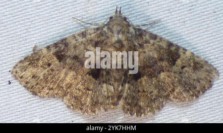 Pilzmotten (Metalectra discalis) Stockfoto