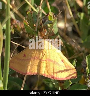 Geometer Motte (Haematopis grataria) Stockfoto