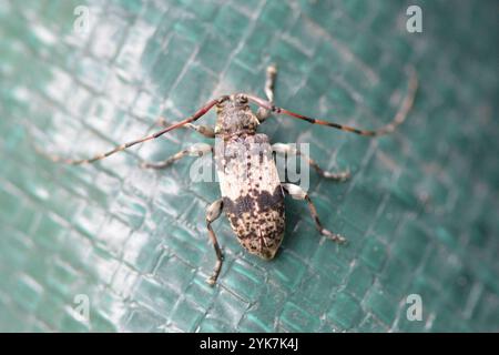 Schwarzwolkiger Longhorn-Käfer (Leiopus nebulosus) Stockfoto