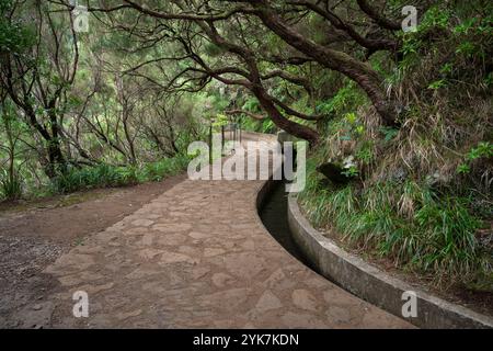 Geschwungener Wanderweg neben Levada, der durch einen Wald mit krummen Bäumen führt, Madeira, Portugal Stockfoto