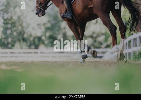 Nahaufnahme eines anmutigen Pferderaubs in einem Trainingsbereich im Freien Stockfoto