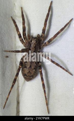 Georgia Wolf Spider (Tigrosa georgicola) Stockfoto