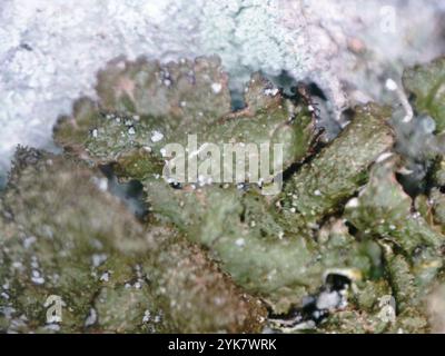 Polierte Tarnflechte (Melanelixia glabratula) Stockfoto