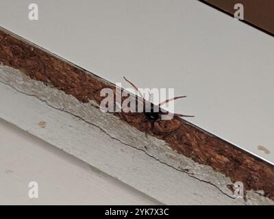 Breiter SAC-Spider (Trachelas tranquillus) Stockfoto