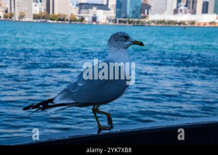 Möwe sitzt auf dem Geländer im Windsor Sculpture Garden Park in Windsor, Ontario, Kanada Stockfoto