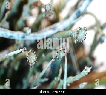 Smooth Pixie Flechte (Cladonia gracilis gracilis) Stockfoto