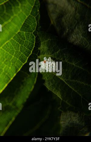 Goiania, Goias, Brasilien – 16. November 2024: Eine Gruppe von Insekteneiern, die an einem Maulbeerblatt befestigt sind. Stockfoto