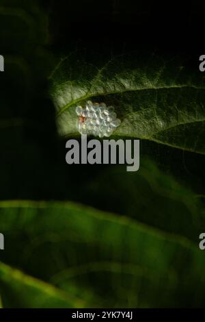 Goiania, Goias, Brasilien – 16. November 2024: Eine Gruppe von Insekteneiern, die an einem Maulbeerblatt befestigt sind. Stockfoto