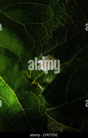 Goiania, Goias, Brasilien – 16. November 2024: Eine Gruppe von Insekteneiern, die an einem Maulbeerblatt befestigt sind. Stockfoto