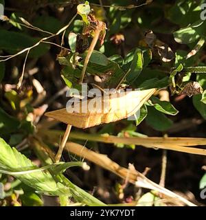 Geometer Motte (Haematopis grataria) Stockfoto