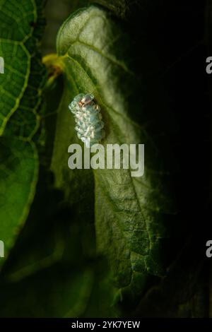 Goiania, Goias, Brasilien – 16. November 2024: Eine Gruppe von Insekteneiern, die an einem Maulbeerblatt befestigt sind. Stockfoto