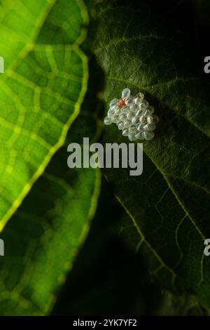 Goiania, Goias, Brasilien – 16. November 2024: Eine Gruppe von Insekteneiern, die an einem Maulbeerblatt befestigt sind. Stockfoto