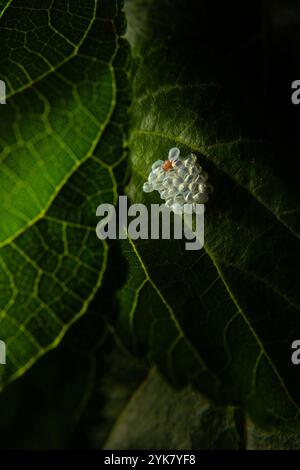 Goiania, Goias, Brasilien – 16. November 2024: Eine Gruppe von Insekteneiern, die an einem Maulbeerblatt befestigt sind. Stockfoto