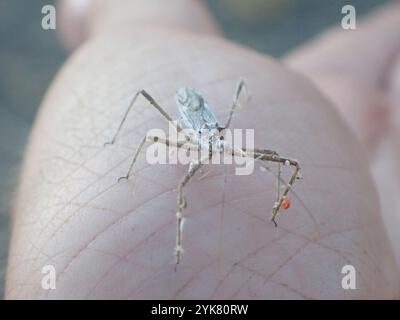 Vierschürzter Käfer (Zelus tetracanthus) Stockfoto