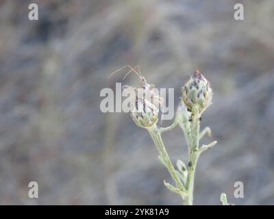 Vierschürzter Käfer (Zelus tetracanthus) Stockfoto