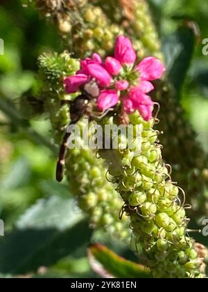 Östliche Bandflügelfliege (Hypocritanus fascipennis) Stockfoto