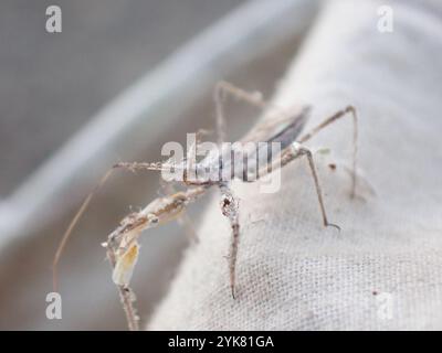 Vierschürzter Käfer (Zelus tetracanthus) Stockfoto