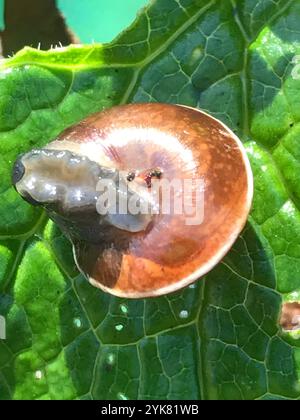 Gegürtelte Schnecke (Hygromia cinctella) Stockfoto