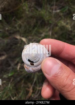 Bronze Schulterband Schnecke (Helminthoglypta arrosa) Stockfoto