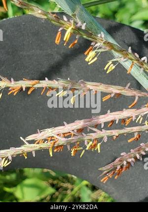 Großer Bluestem (Andropogon gerardi) Stockfoto