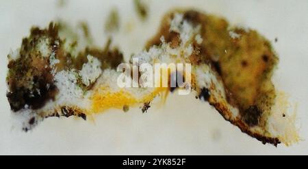 Polierte Tarnflechte (Melanelixia glabratula) Stockfoto